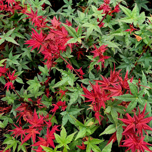 Acer palmatum Melanie
