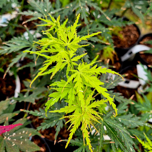 Acer palmatum Midori Mure Hibari