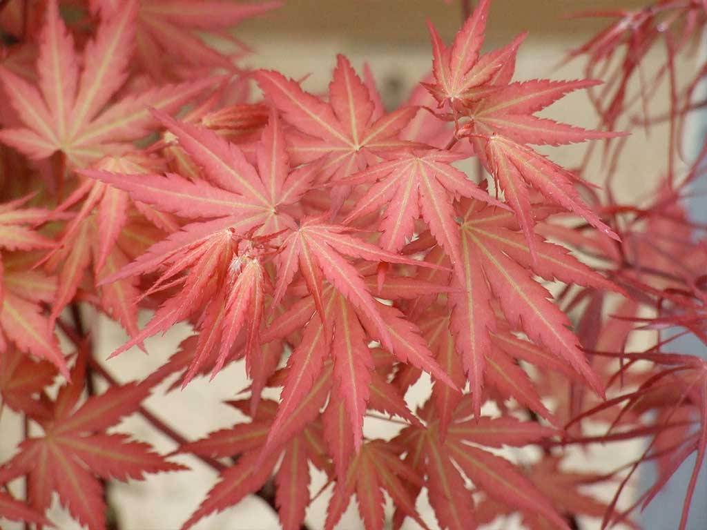 Acer palmatum Mila