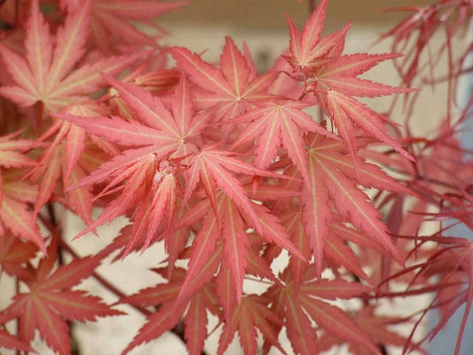 Acer palmatum Mila