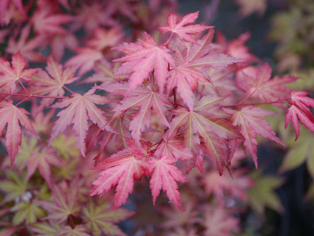 Acer palmatum Mila