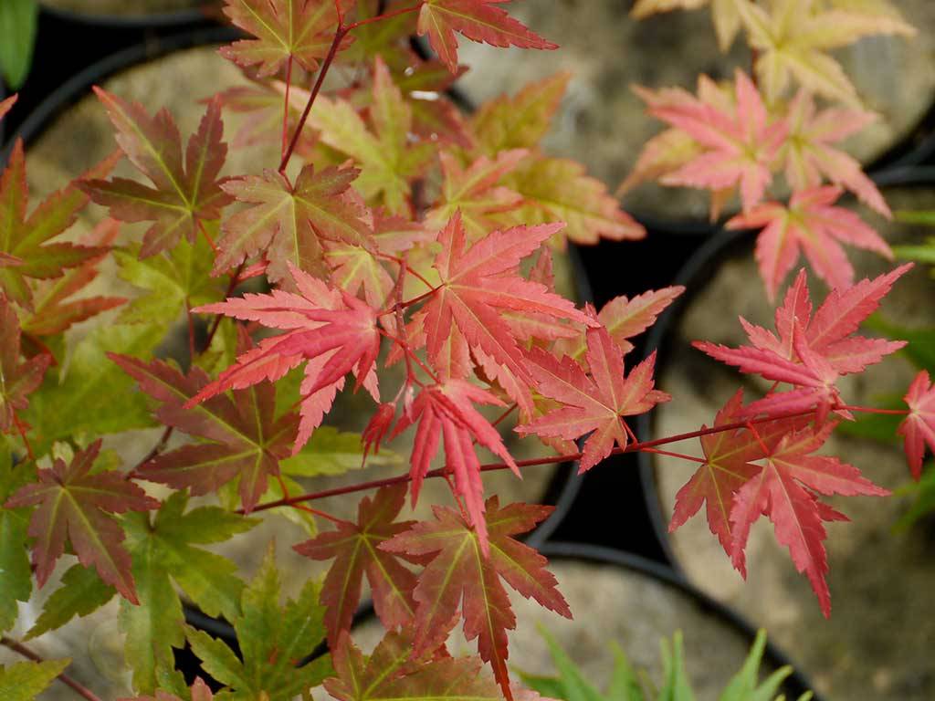 Acer palmatum Mila