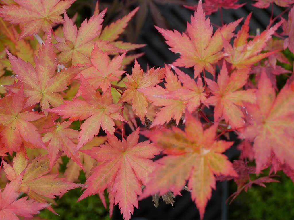 Acer palmatum Mila