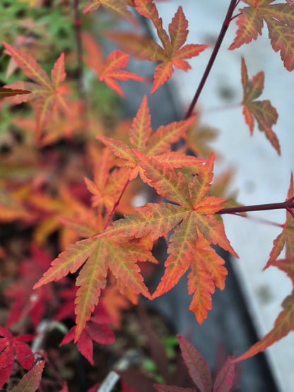 Acer palmatum Mila