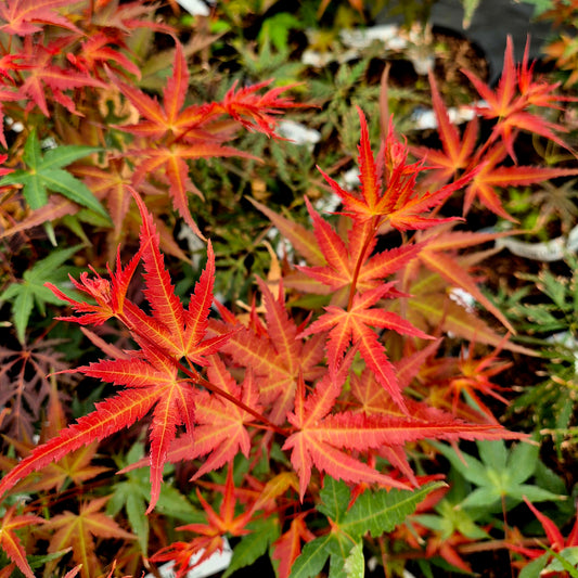 Acer palmatum Mira