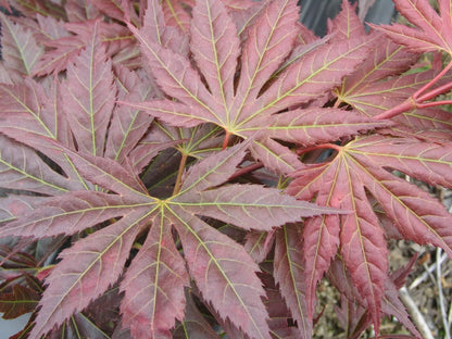 Acer shirasawanum Mirte