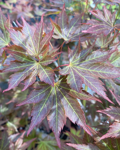 Acer shirasawanum Mirte