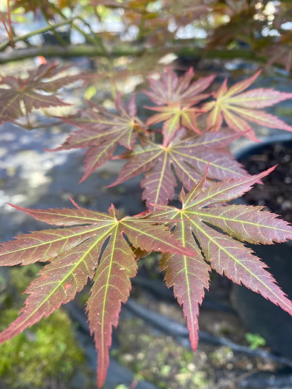 Acer shirasawanum Mirte