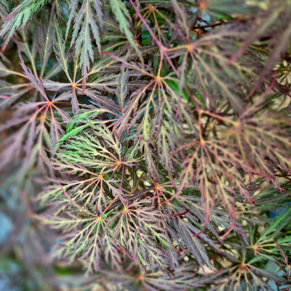 Acer palmatum Mischa