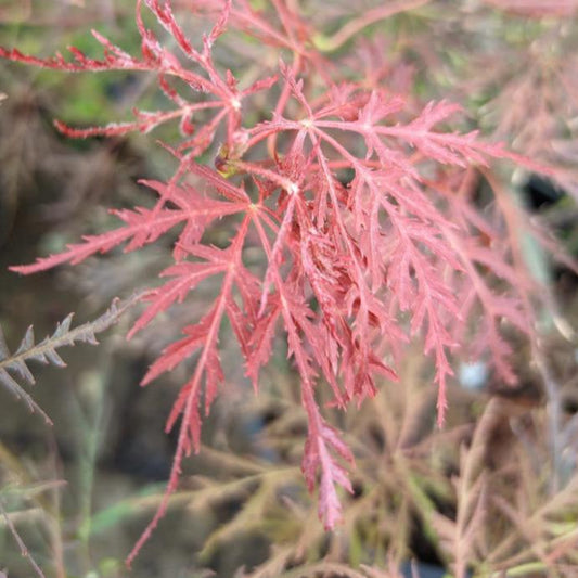 Acer palmatum Mischa