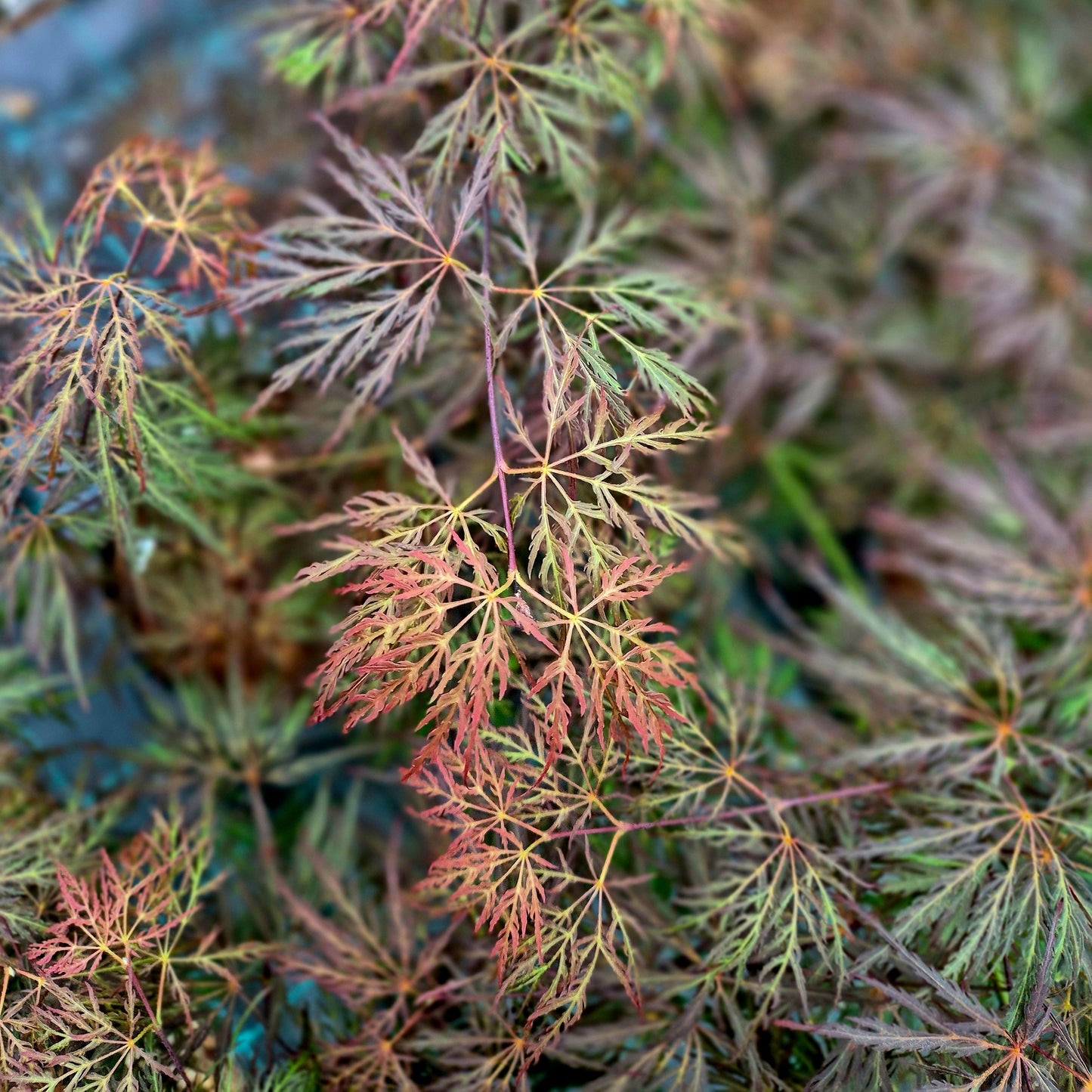 Acer palmatum Mischa