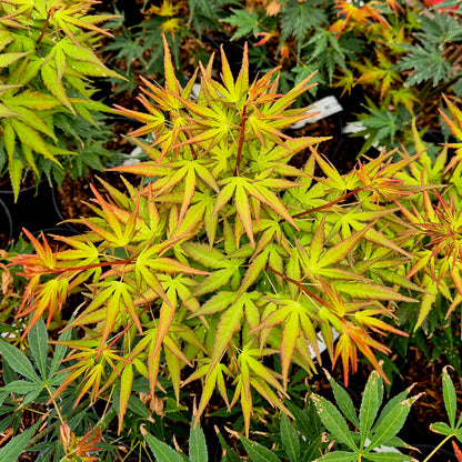 Acer palmatum Miss Piggy