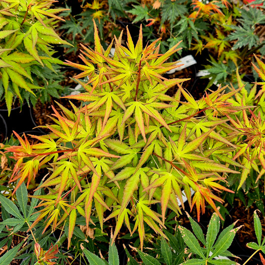 Acer palmatum Miss Piggy