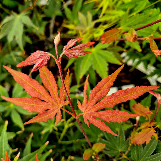Acer palmatum Mitsu Shika