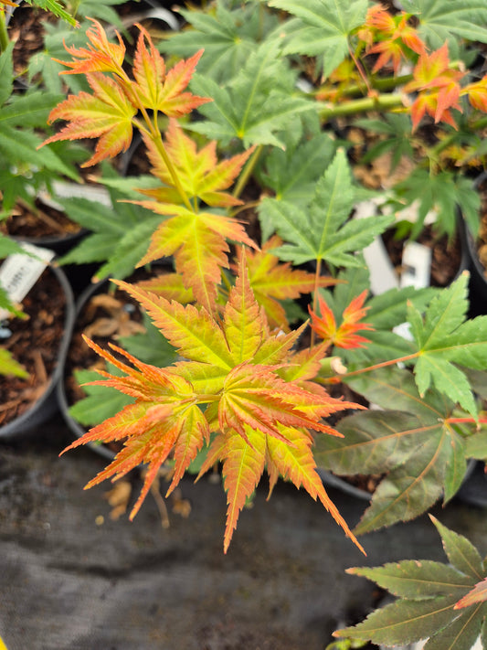 Acer palmatum Momoiro Koyasan