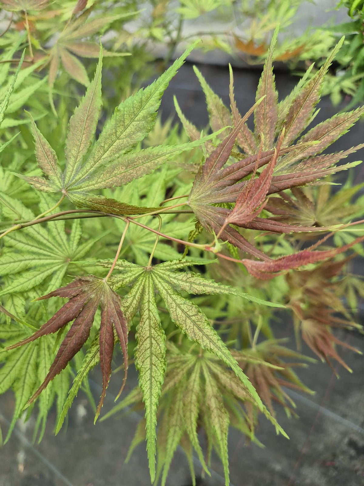 Maple Devine Acer palmatum Will's Devine – The Maple Nursery
