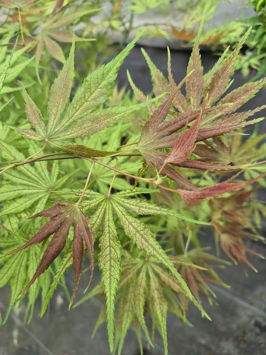 Acer palmatum Will's Devine