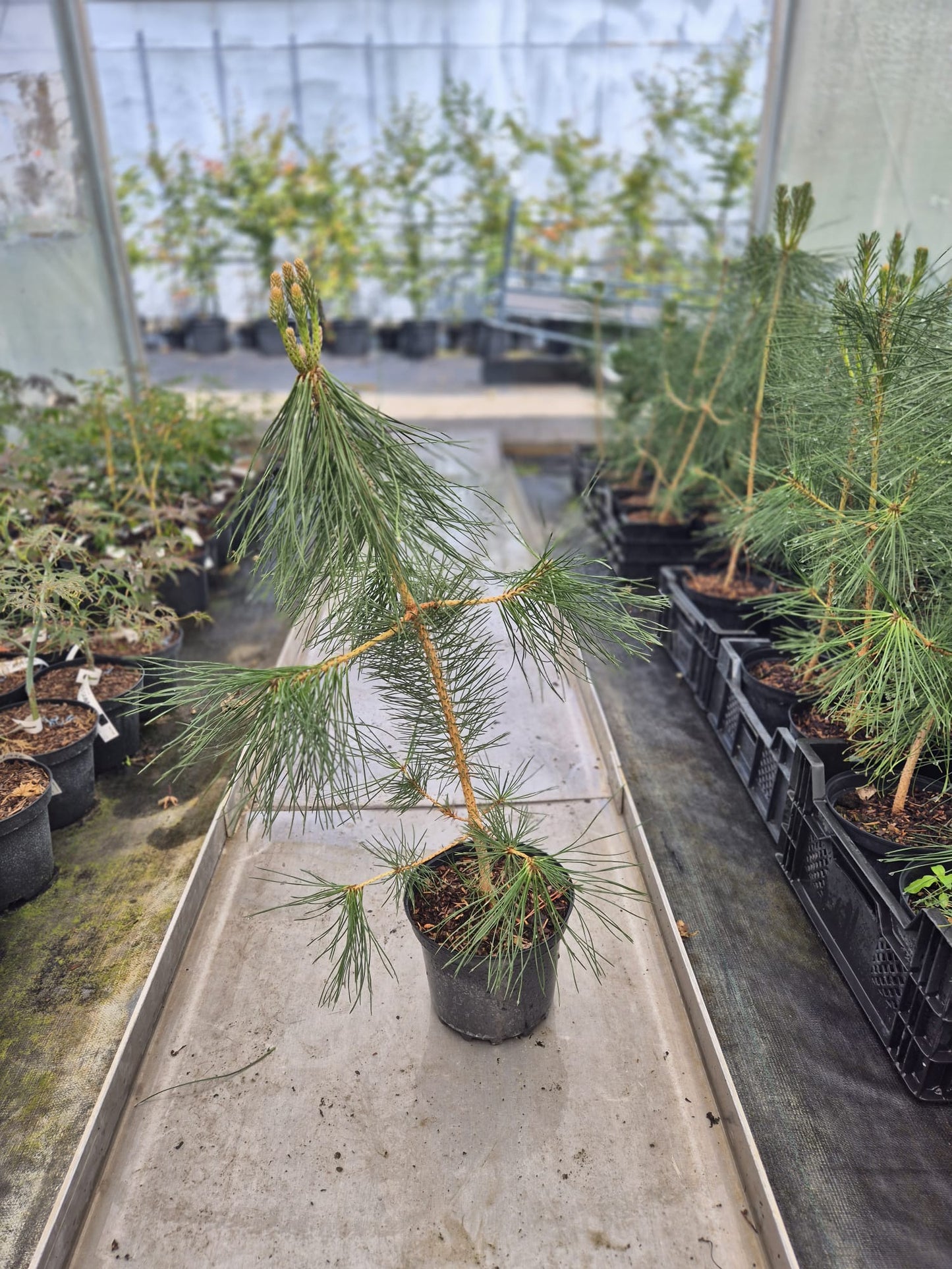 Pinus thunbergii (Japanese black pine)