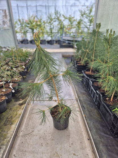 Pinus thunbergii (Japanese black pine)