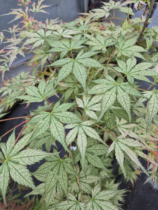 Acer palmatum Peve Multicolor