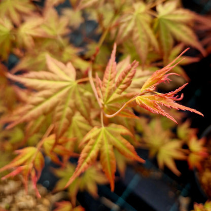 Acer palmatum Nishiki No Murasaki