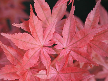 Acer palmatum Nishiki No Murasaki