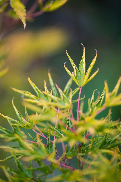 Acer palmatum Okushimo