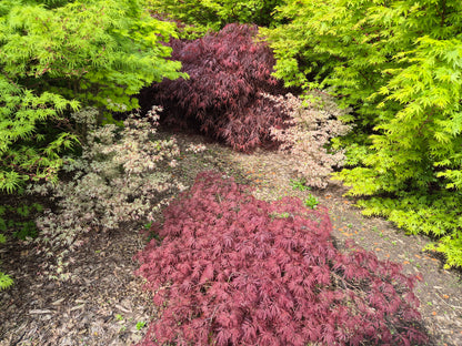 Acer palmatum Olivia