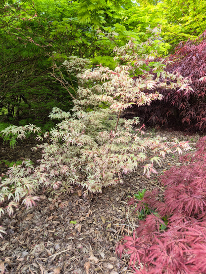 Acer palmatum Olivia