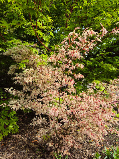 Acer palmatum Olivia