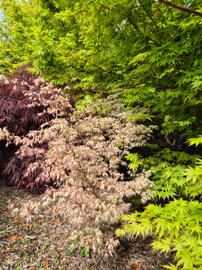 Acer palmatum Olivia