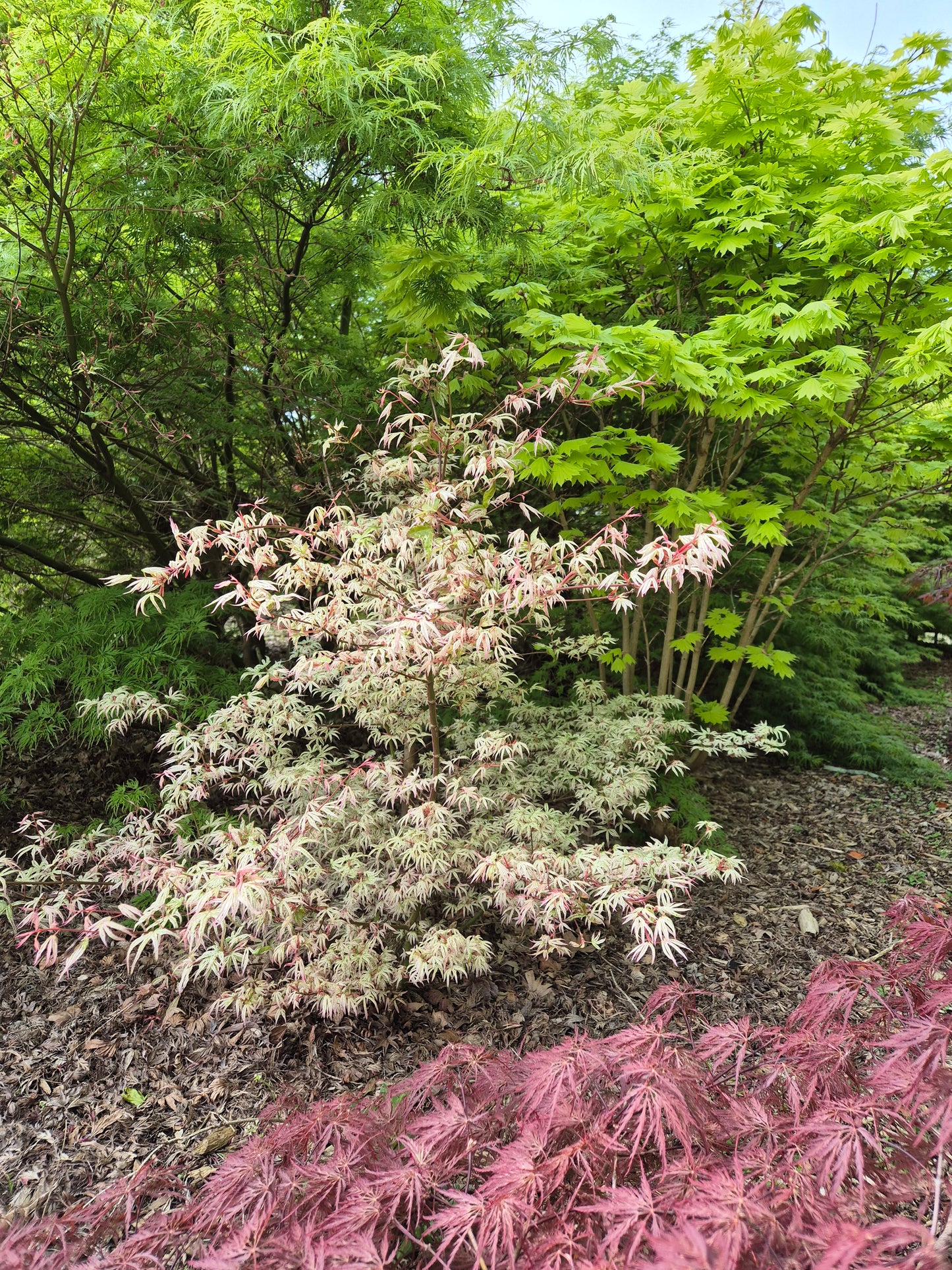 Acer palmatum Olivia