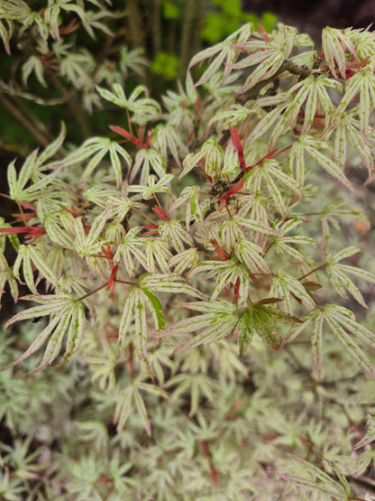 Acer palmatum Olivia