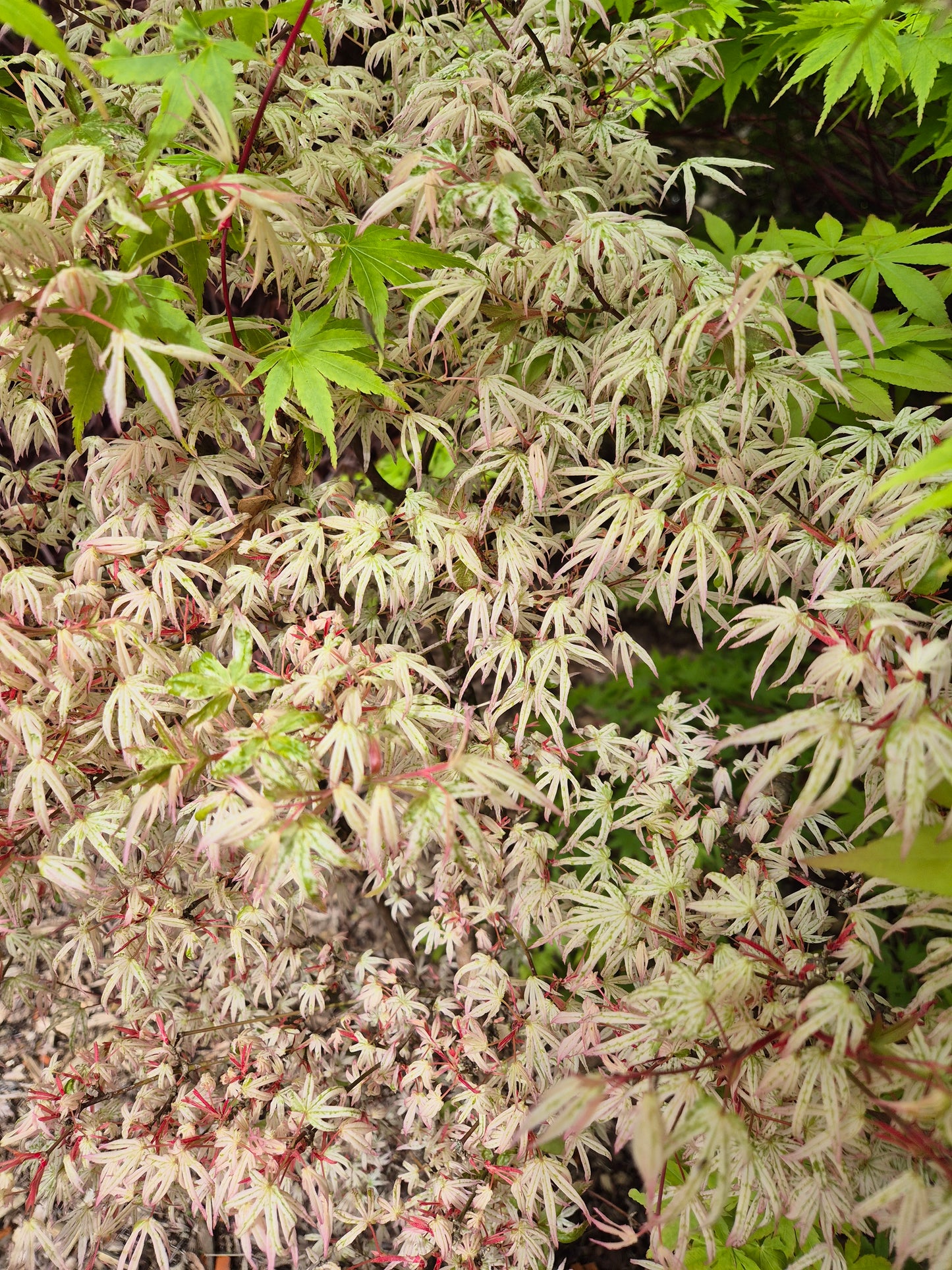 Acer palmatum Olivia