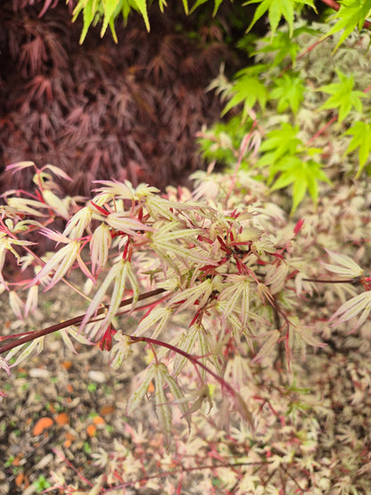 Acer palmatum Olivia