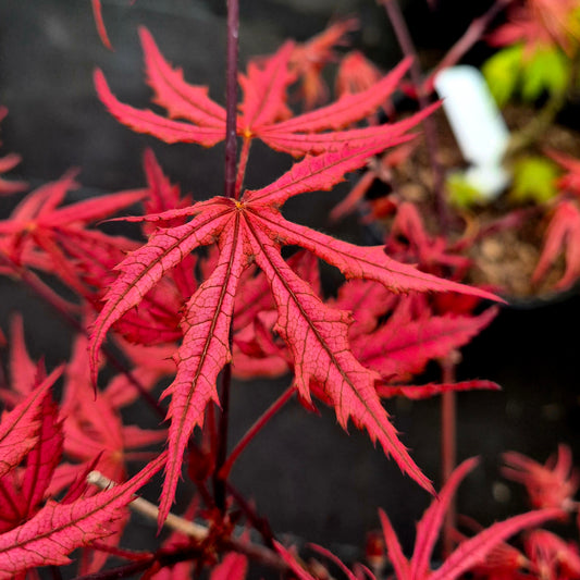 Acer palmatum Olsen's Frosted Strawberry