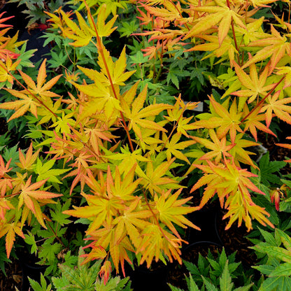 Acer palmatum Orange Dream