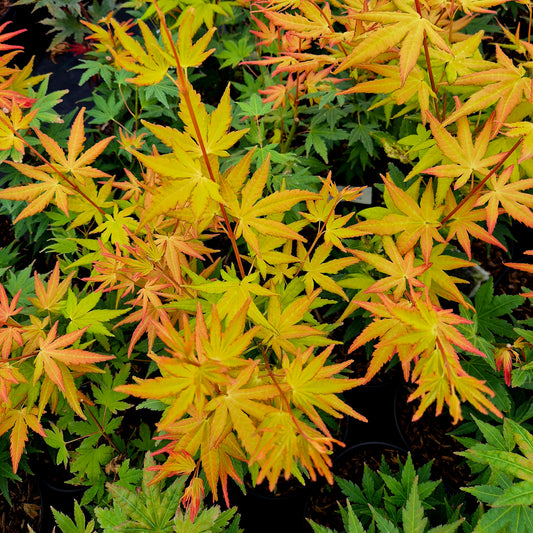 Acer palmatum Orange Dream