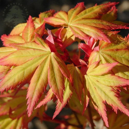 Acer palmatum Orange Dream