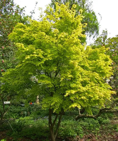 Acer palmatum Orange Dream