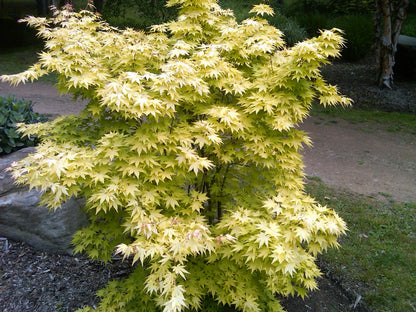 Acer palmatum Orange Dream