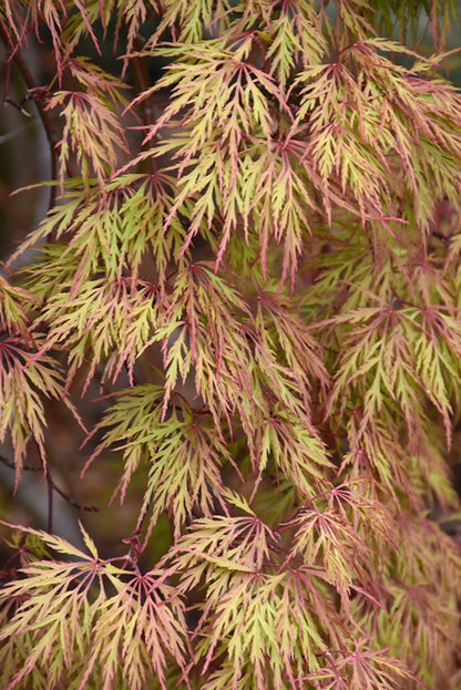 Acer palmatum Orangeola 