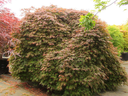 Acer palmatum Orangeola