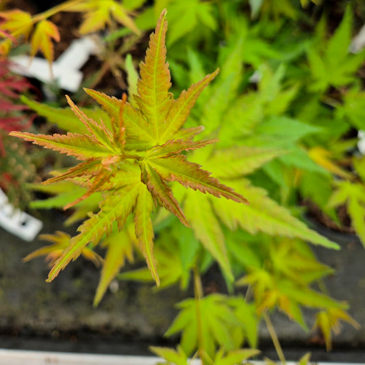 Acer palmatum Oranges and Lemons
