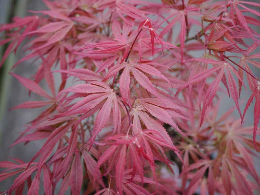 Acer palmatum Oregon Sunset