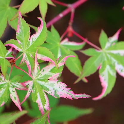 Acer palmatum Oridono Nishiki