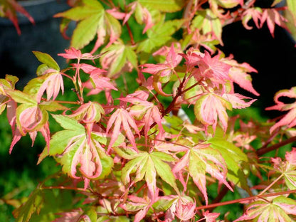 Acer palmatum Oridono Nishiki