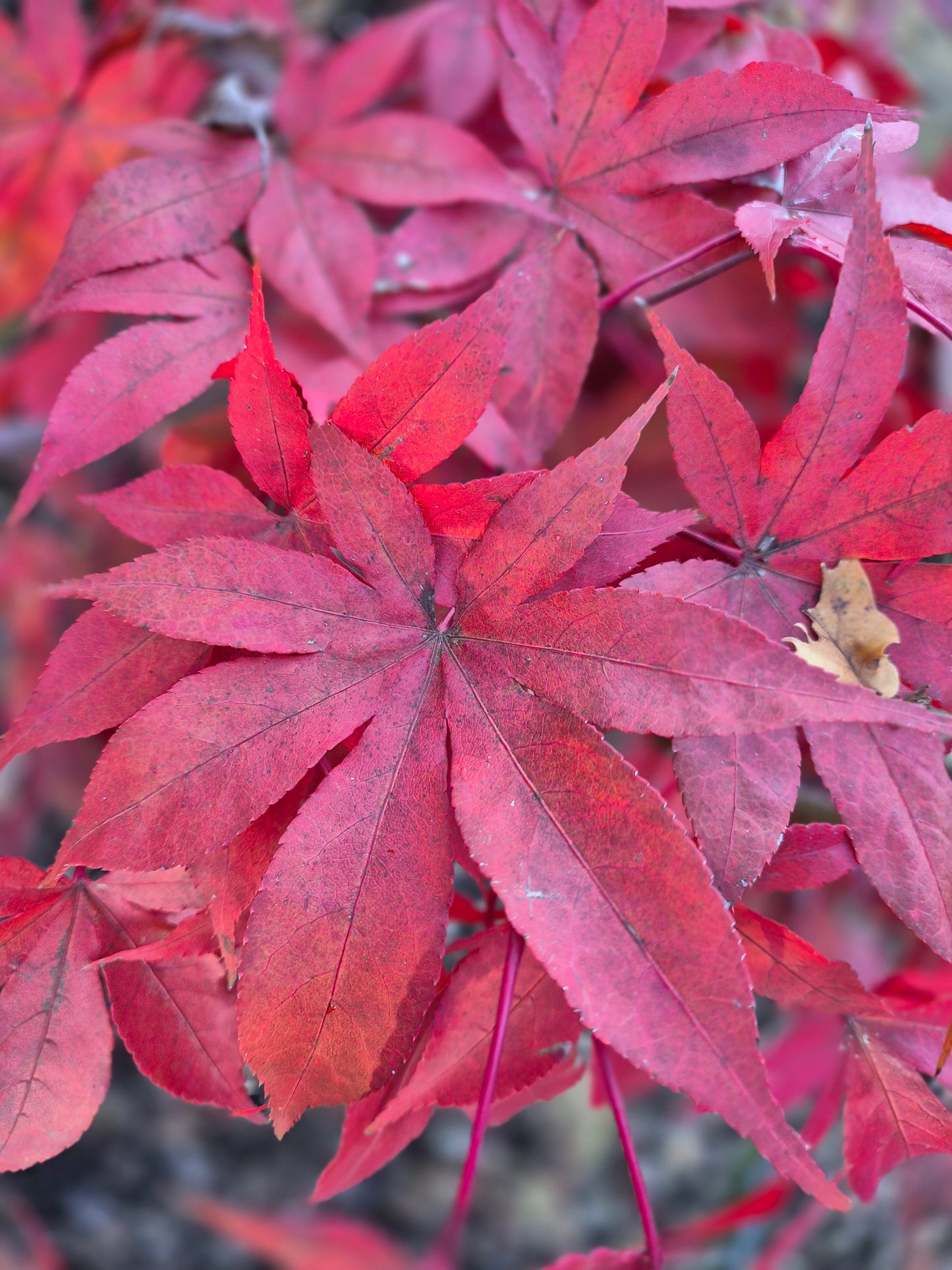 Acer palmatum Osakazuki