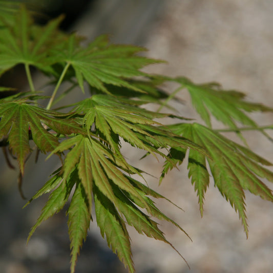 Acer shirasawanum Palmatifolium