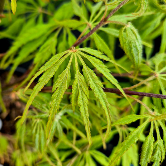 Acer palmatum dissectum Paucum